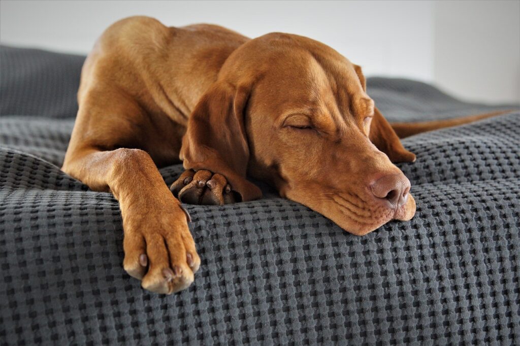 domestic animal, dog, animal, vizsla, hunting dog, weary, sleep, pet, relaxed