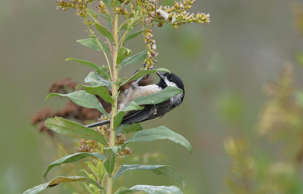 Free stock photo of avian, bird, chickadee