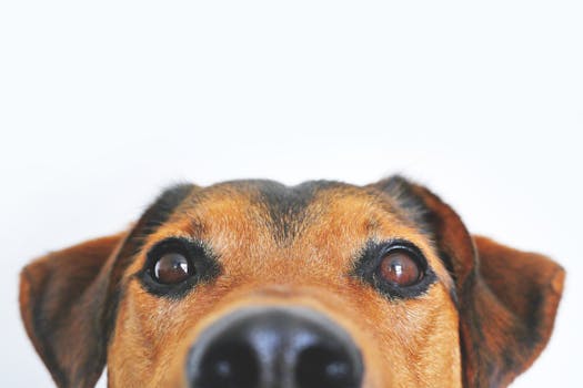 Adorable close-up of a brown dog's face with a curious expression and focus on its eyes and nose.