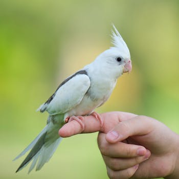 White cockatiel perched on a person's finger with a blurred green background, outdoors.